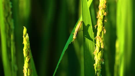 Vista-Macro-De-Saltamontes-Comiendo-Arroz-Con-Cáscara,-Lo-Que-Lleva-A-La-Destrucción-De-Cultivos.