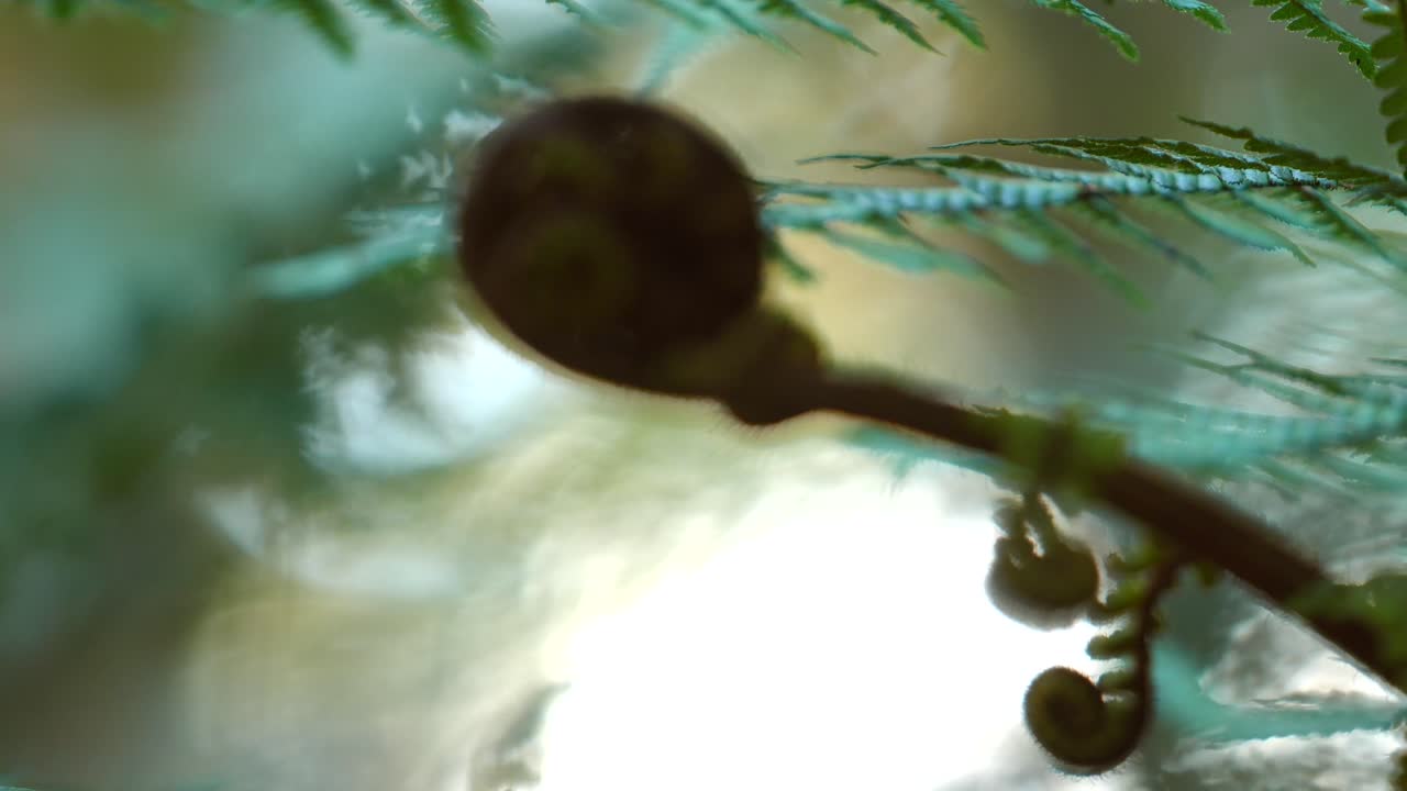 Unfurling Fern Fiddleheads: A Close-Up Look at Nature's Springtime Growth