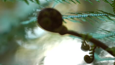 unfurling fern fiddleheads: a close-up look at nature's springtime growth