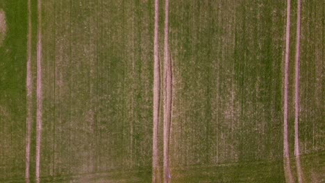 vista aérea de líneas de tractores y cultivos recién plantados en un campo en primavera, agricultura agrícola y producción de alimentos, espacio de copia, tiro de drones de gran angular descendente