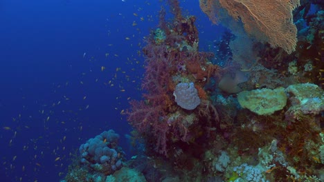 Corals-on-deep-blue-reef-in-the-Red-Sea