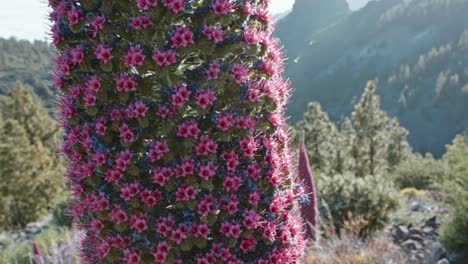 distinctive tower of jewels tajinaste rojo herbaceous plant, tenerife