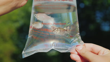 man holds a package for transporting fish some exotic fish in it