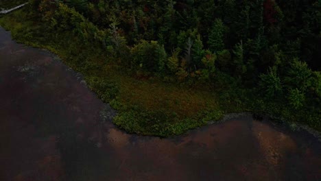 Pine-forest-coming-up-to-a-shoreline-on-a-gloomy-day