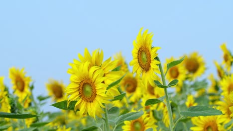 a bee approaches the flower while others facing to the morning sun, common sunflower helianthus annuus, thailand