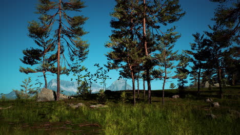 paisaje de bosque de montaña brumoso por la mañana