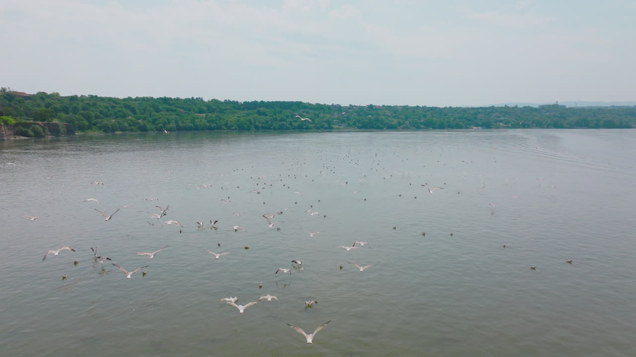una bandada de gaviotas sobre un río