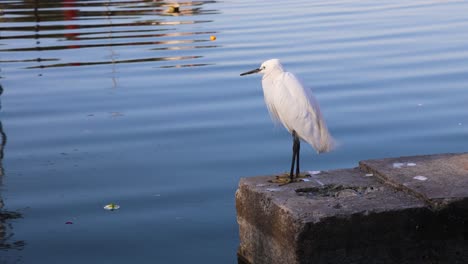 Isolieren-Sie-Den-Weißen-Reihervogel,-Der-Morgens-Am-Flussufer-Sitzt,-Aus-Einem-Flachen-Winkel