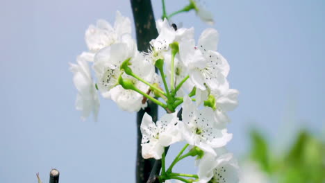 flying honey bee collects nectar, pollen from a fruit tree branch full of white blooming flower, hard working video