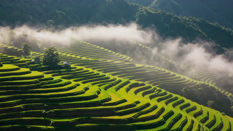 stunning rice terraces in morning mist