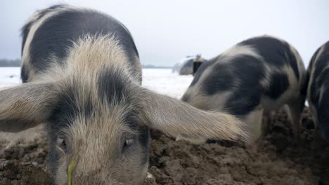 Niedliche-Haarige-Schweine,-Die-An-Kalten-Wintertagen-Auf-Dem-Bauernhof-Im-Schlamm-Nach-Nahrung-Graben,-Aus-Nächster-Nähe