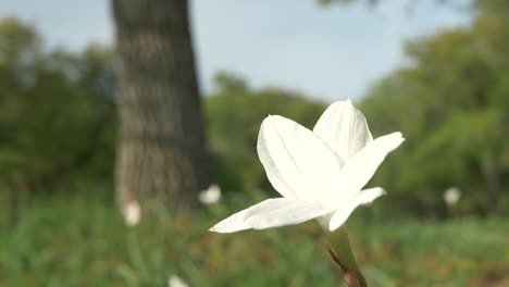 texas wildflowers blooming in the spring, bluebonnets and various other flowers
