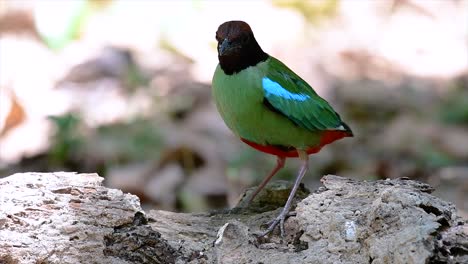 Kommt-Häufig-In-Südostasien-Vor-Und-Ist-Ein-Recht-Freundlicher-Vogel