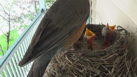 Mother-Robin-feeds-fuzzy-baby-a-fat-grub