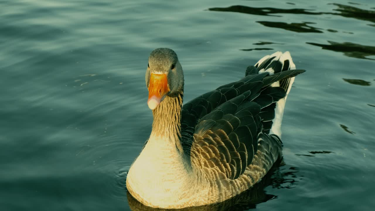 High Quality Close Up of a Curious Duck During Golden Hour, Yellow Bright Light Beaming at The Duck, Located in Clear Blue Water in 4k