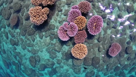 el vibrante ecosistema de arrecifes de coral