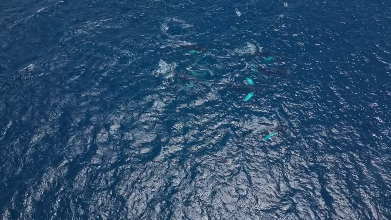 Humpback whales in ocean during season in Manta, Ecuador, aerial view