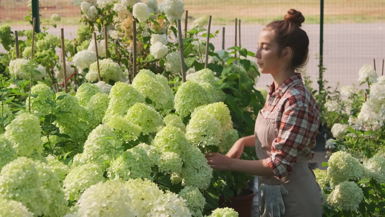 Woman tending to hydrangeas in greenhouse