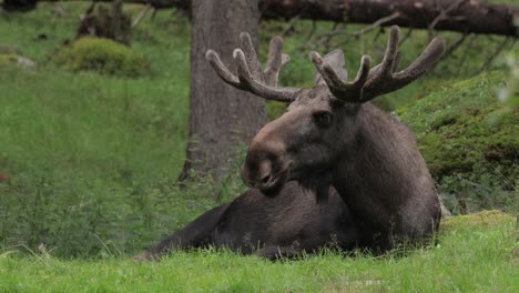 el alce o el alce, (alces alces) en el bosque verde. hermoso animal en el hábitat natural.