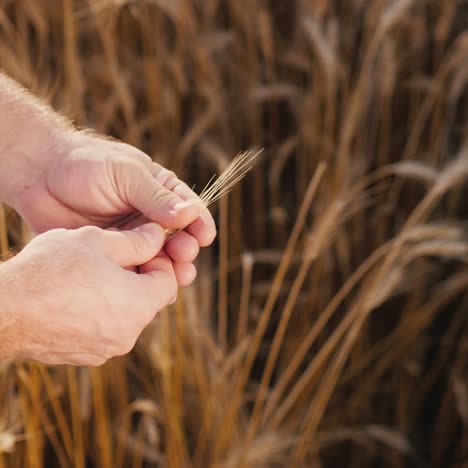 The-hands-of-an-elderly-farmer-holds-wheat-1