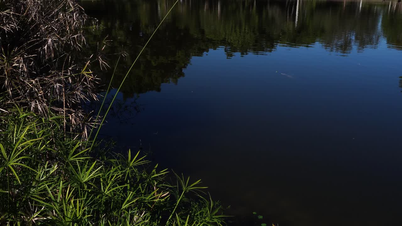 A superb, magnificently bluish water surface with the reflection of trees on its surface. On the left, one can see several twigs of vegetation