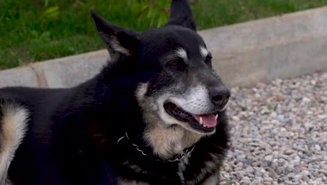 Perro-Pastor-En-Cámara-Lenta-En-España