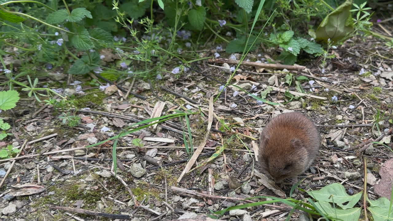 Arvicola campestre pelosa e rotonda mangia cibo a terra, un simpatico piccolo roditore.
