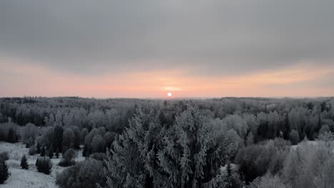 flying above treetops in a frozen winter forest landscape. hoar and rime on trees in sunset. aerial winter evening with apocalyptic scene.