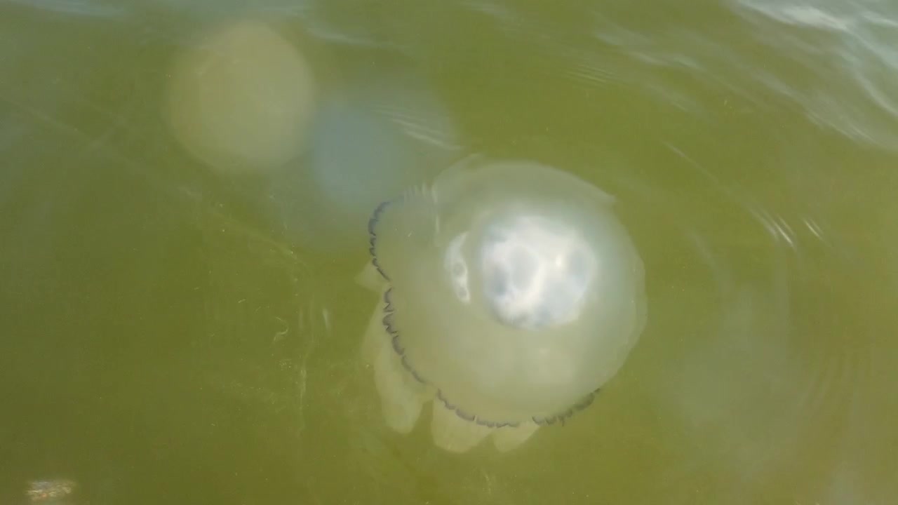 Quallen unter Wasser im Meer. Quallenart Rhizostoma pulmo