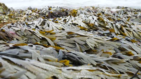 rocky seaweed covered coastline close up with ocean waves splashing in background dolly move right