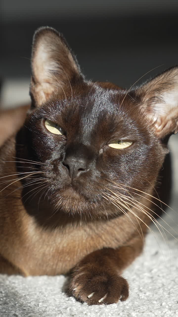 Gatto Burmese marrone con pelo color cioccolato e occhi gialli che fissano. Video verticale.