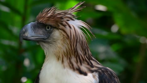 The-Philippine-Eagle-also-known-as-the-Monkey-eating-Eagle-is-critically-endangered-and-can-live-for-sixty-years-feeding-on-Monkeys,-Flying-Lemurs,-and-small-mammals-as-an-opportunist-Bird-of-Prey