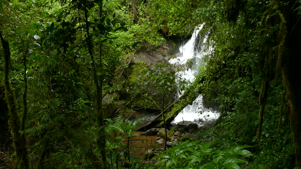 Bella cascata in una foresta pluviale tropicale, circondata da una rigogliosa vegetazione verde