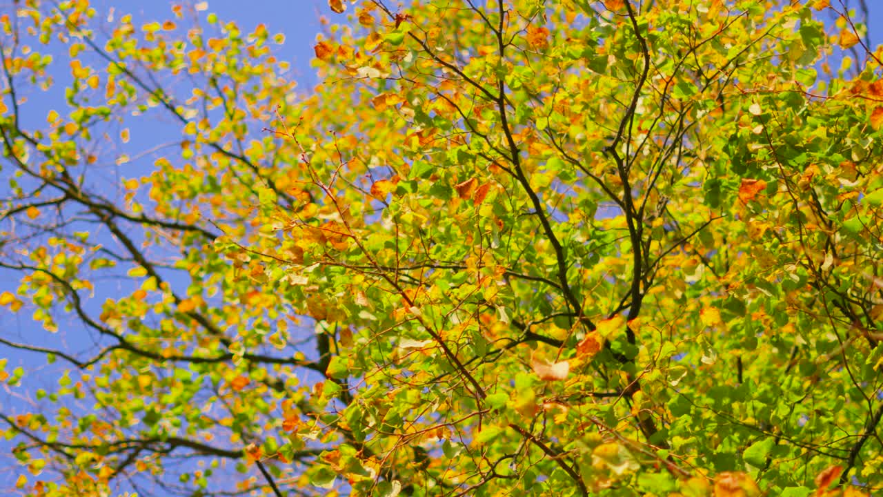 Tree Changing with Seasons as Green Leaves Transform into Autumn Vivid Colors. Seasonal Nature Clip