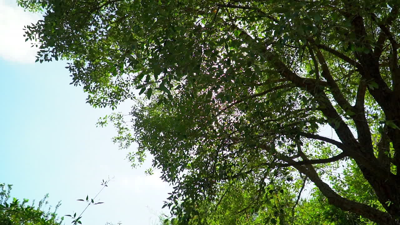 Sun peaking through trees with subtle sunrays.