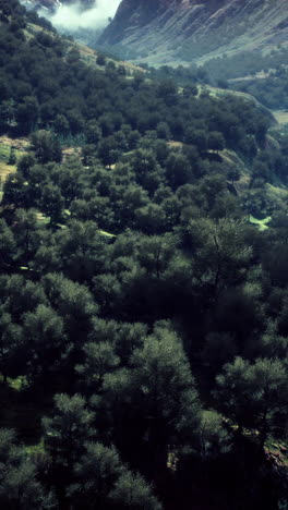 aerial view of a lush forest in a mountainous region