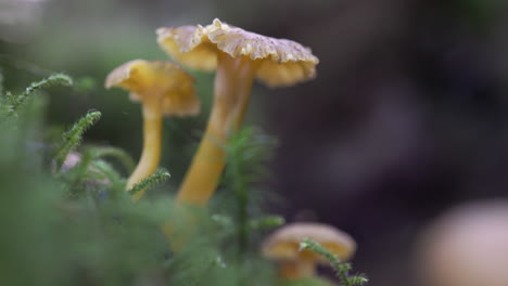 Close-up-shot-of-beautiful-fresh-funnel-chanterelles-in-forest