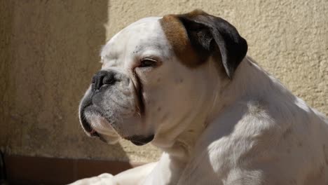 Porträt-Eines-Weißen-Boxerhundes,-Der-Friedlich-Ruht.-Zeitlupe