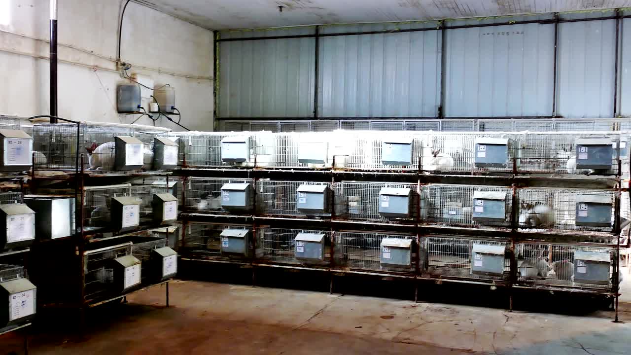 Beautiful Rabbits on a Farm in Cages