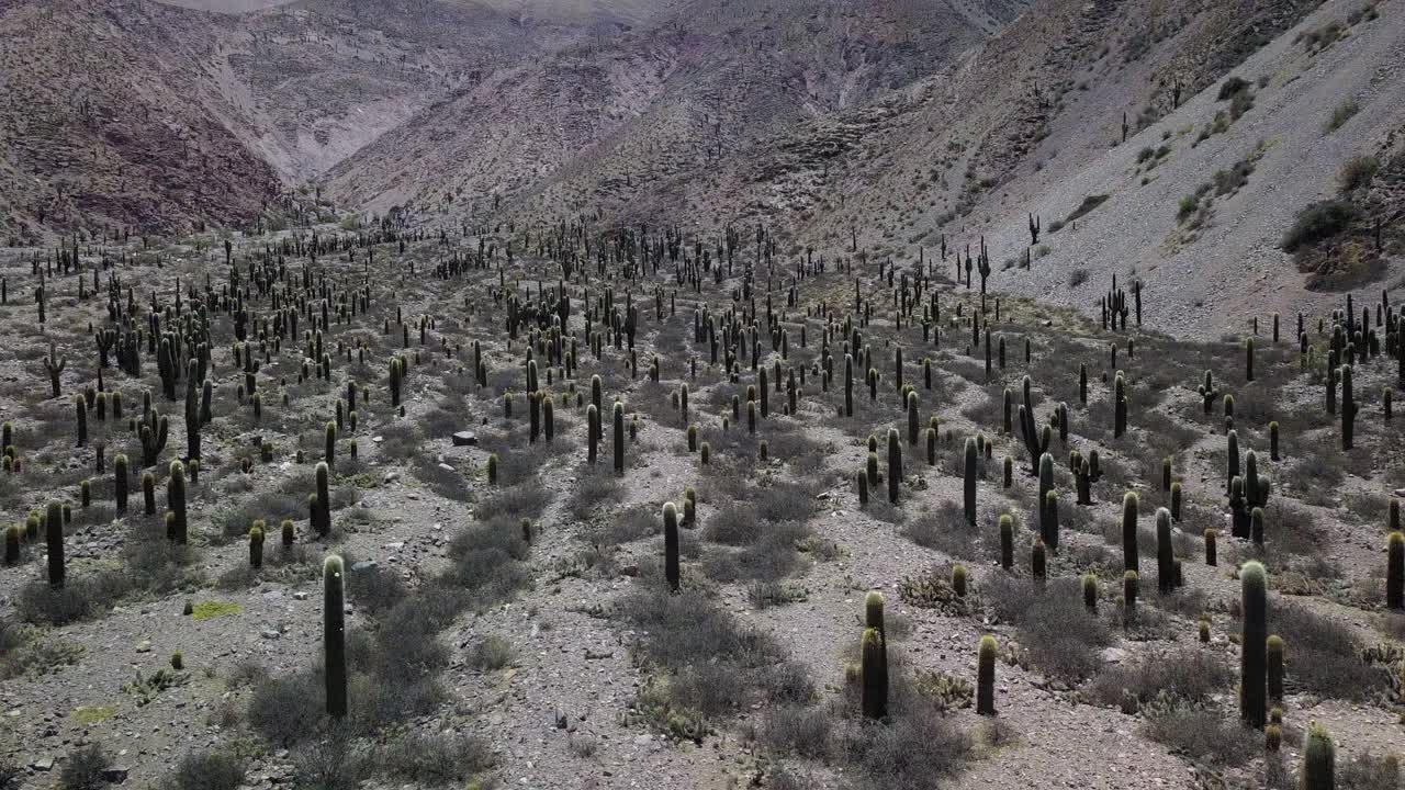 paisaje desértico del noroeste de argentina