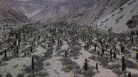 desert landscape of northwestern argentina