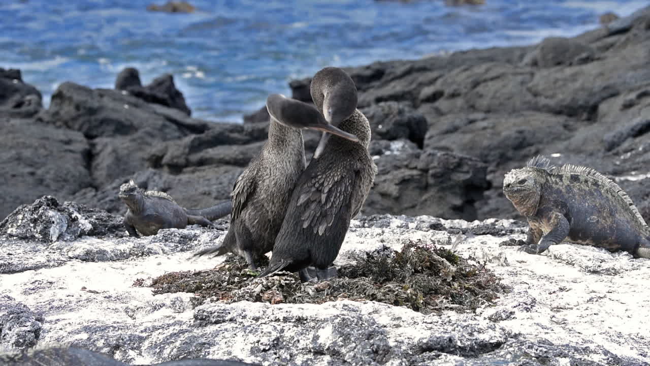 날지 못하는 가마우지는 갈라파고스 제도 에콰도르 해안에서 새끼를 키우는 둥지에 앉아 있다