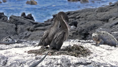 cormoranes no voladores se sientan en sus nidos criando crías en la costa de las islas galápagos ecuador