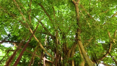 follaje verde y ramas en el parque de hong kong