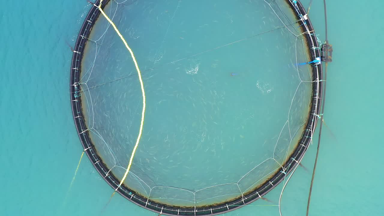 노르웨이에서 연어  ⁇ 시를 하는 공중 촬영