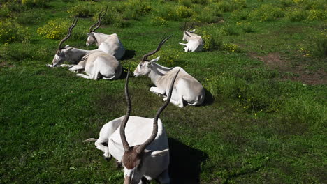 greater kudu on a grassy floor, zoological park in france, animals for africa