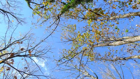 autumn rolling tree