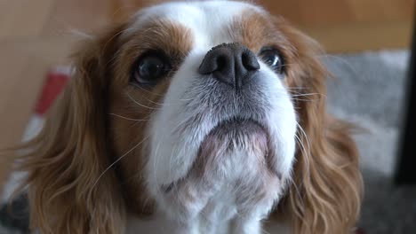 Slow-motion-pan-around-cute-King-Charles-Cavalier-spaniel-dog-looking-up-to-get-food