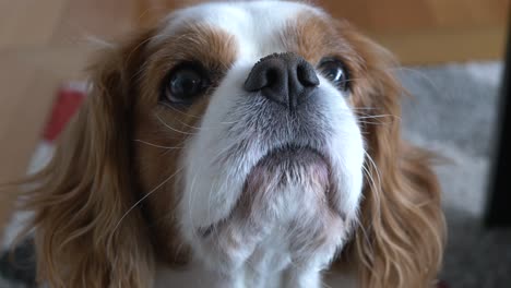 slow motion pan around cute king charles cavalier spaniel dog looking up to get food