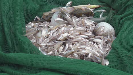 primer plano de la red de pesca de un pescador llena de pescado fresco